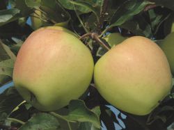 Golden Delicious Reinders